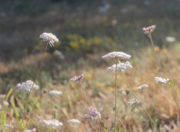 The Sacred Geography of Skincare: Why Place Matters