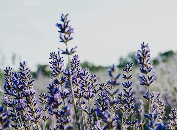 The Science of Scent